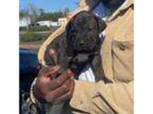 Cane Corso Puppy for sale in Locust Grove, GA, USA