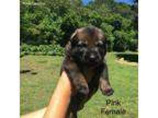 German Shepherd Dog Puppy for sale in Vernon Hill, VA, USA