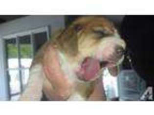 Basset Hound Puppy for sale in FONESWOOD, VA, USA
