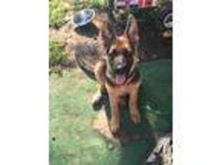 German Shepherd Dog Puppy for sale in CLIFTON, NJ, USA