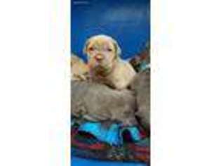 Neapolitan Mastiff Puppy for sale in Litchfield, MN, USA