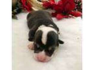 Pembroke Welsh Corgi Puppy for sale in Douglassville, PA, USA