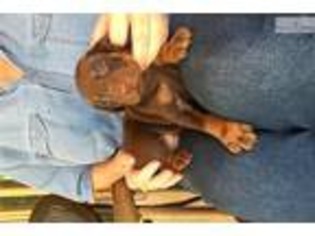 Doberman Pinscher Puppy for sale in Jackson, TN, USA
