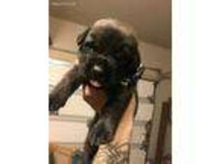 Mastiff Puppy for sale in San Antonio, TX, USA