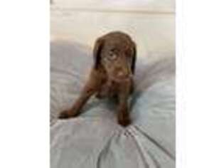 Labradoodle Puppy for sale in Corpus Christi, TX, USA