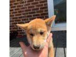 Shiba Inu Puppy for sale in Lynchburg, VA, USA