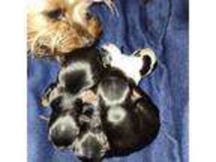 Yorkshire Terrier Puppy for sale in Pelion, SC, USA