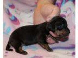 Dachshund Puppy for sale in Accident, MD, USA