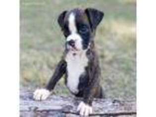 Boxer Puppy for sale in Faxon, OK, USA