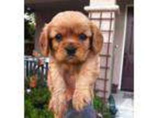 Cavalier King Charles Spaniel Puppy for sale in BUCKLEY, WA, USA