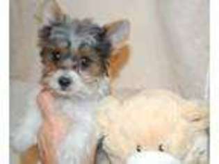 Yorkshire Terrier Puppy for sale in ALLEN, TX, USA