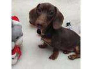 Dachshund Puppy for sale in Haverhill, NH, USA