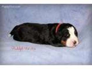 Bernese Mountain Dog Puppy for sale in Gallipolis, OH, USA
