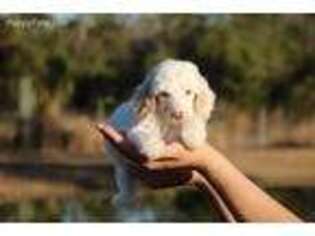 Mutt Puppy for sale in Guyton, GA, USA