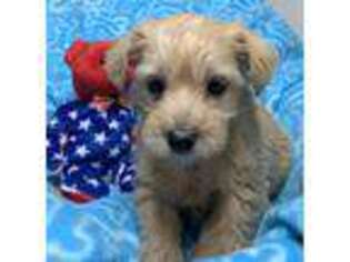 Schnoodle (Standard) Puppy for sale in Minonk, IL, USA