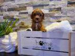 Cavapoo Puppy for sale in Deming, WA, USA