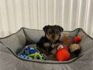 Yorkshire Terrier Puppy for sale in Puyallup, WA, USA