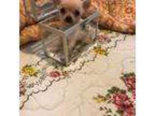 Chihuahua Puppy for sale in Asheville, NC, USA