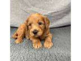 Labradoodle Puppy for sale in Orange, TX, USA