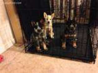 Australian Cattle Dog Puppy for sale in Munford, TN, USA