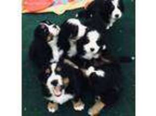 Bernese Mountain Dog Puppy for sale in San Marcos, CA, USA