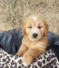Goldendoodle Puppy for sale in Knox, PA, USA