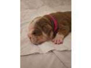 Bulldog Puppy for sale in Fort Mill, SC, USA