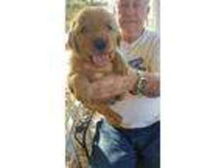 Golden Retriever Puppy for sale in Strawn, TX, USA