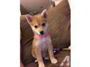 Mutt Puppy for sale in FAIRBORN, OH, USA