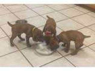 Vizsla Puppy for sale in Lindale, TX, USA