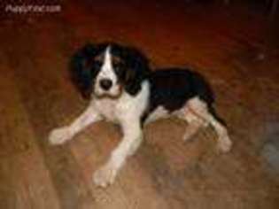 Cavalier King Charles Spaniel Puppy for sale in Sussex, NJ, USA