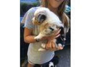 Australian Shepherd Puppy for sale in Beckley, WV, USA