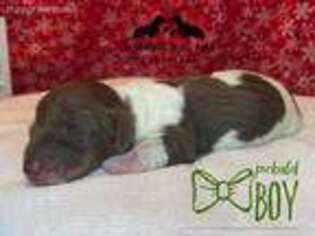 Dachshund Puppy for sale in Mount Vernon, WA, USA
