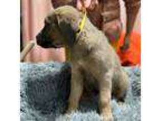 Cane Corso Puppy for sale in Cornelius, OR, USA