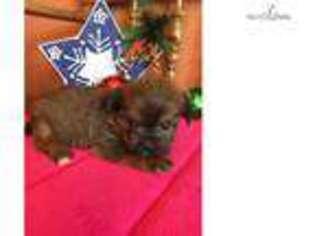Shorkie Tzu Puppy for sale in Topeka, KS, USA