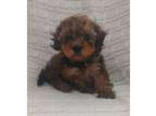 Cavapoo Puppy for sale in Half Way, MO, USA