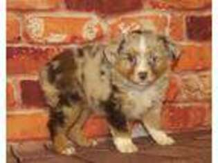 Miniature Australian Shepherd Puppy for sale in Lawton, OK, USA