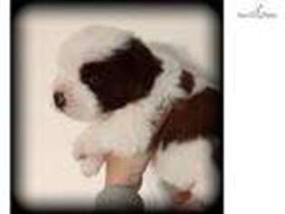 Saint Bernard Puppy for sale in Peoria, IL, USA