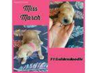 Goldendoodle Puppy for sale in Perrin, TX, USA