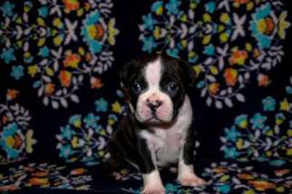 Boston Terrier Puppy for sale in Sparta, WI, USA