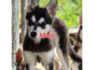 Alaskan Klee Kai Puppy for sale in Bell Buckle, TN, USA