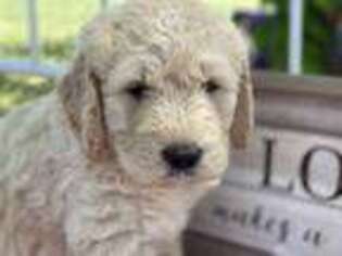 Goldendoodle Puppy for sale in Ardmore, OK, USA