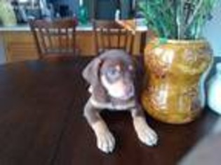 Miniature Pinscher Puppy for sale in Desoto, TX, USA
