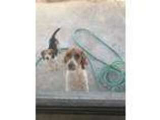 Beagle Puppy for sale in San Jacinto, CA, USA