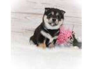Shiba Inu Puppy for sale in Sioux Falls, SD, USA