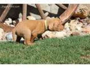 Vizsla Puppy for sale in Santee, CA, USA