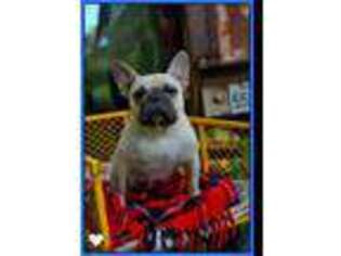 French Bulldog Puppy for sale in Walthill, NE, USA