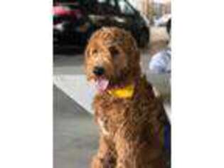 Goldendoodle Puppy for sale in Siloam Springs, AR, USA