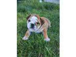 Bulldog Puppy for sale in Cottage Grove, OR, USA