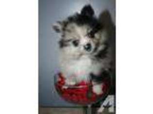 Pomeranian Puppy for sale in SAUGUS, MA, USA